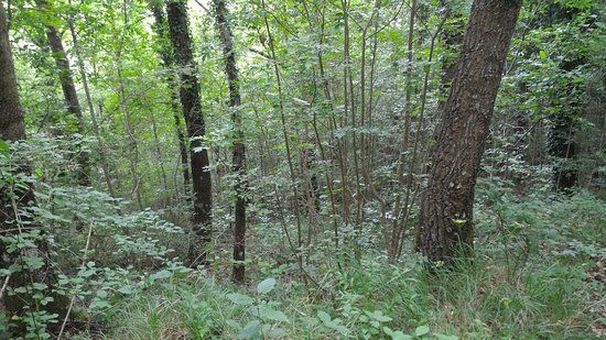 Parco Naturale Del Bosco Di Tecchie